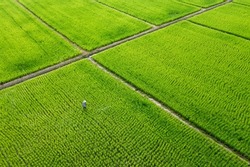 Beautiful rectangle green Paddy Rice Field from Drone view, Thailand.