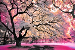 magic color Claw Tree in the Park : infrared photography process to look like a magic / dream.