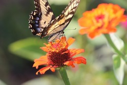 Butterfly and Zinnia Flowers  in the Summer Cur Flower Garden
