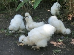 group of Silkie chicken in fluffy plumage feature with a feel like silk and satin, in black and white colors, and five toes on each foot. 