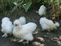 group of Silkie chicken in fluffy plumage feature with a feel like silk and satin, in black and white colors, and five toes on each foot. 
