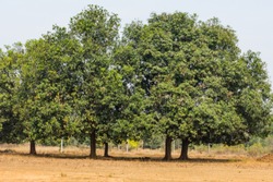 An couple of Indian tree mahuwa close view in a rural field looking awesome.
