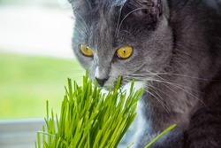 Vitamins for cats - germinated oats. Green grass in a flowerpot. Cat eating grass useful. Cat gray, grass green. Background - a wooden, dark board. Germinated oats is useful for cats
