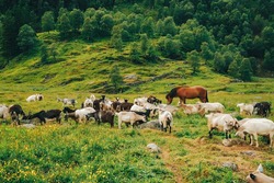 In a lovely green field, horse and goats graze together. Very beautiful juicy picture overlooking the field in Norway