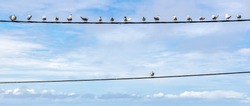 Individuality symbol, think out of the box, independent thinker concept, group of pigeon birds on a wire with one individual in the opposition as a business icon. Team collective above individual