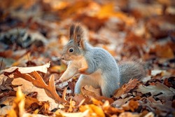 Beautiful squirrel close-up in the autumn forest.