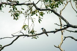 Black-faced cuckooshrike (coracina novaehollandiae) perched on branch in gum tree against overcast sky