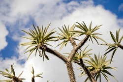 Canopy of a Madagascar palm tree silhouetted against a cloudy sky