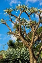 Spiky tree trunk and branches of a Madagascar palm tree silhouetted against a blue sky