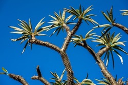 Branches of a Madagascar palm tree silhouetted against a blue sky