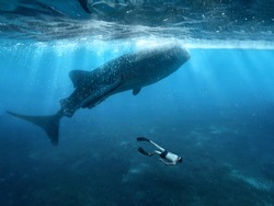 Swimming with whale sharks