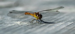 Dragonfly, insect in Kemeru National swamp