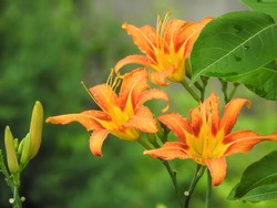 Blooming orange lily in green garden