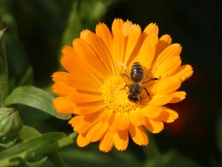 Bee in the Flower of Marigold (Calendula Officinalis). Bee inside of orange coloured flower in shine of the sun. Garden in the background.