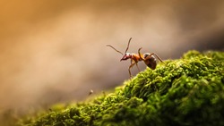 The forest ant runs along the green moss