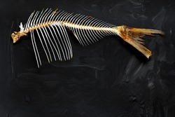 Fish skeleton on a dark background. Space for text