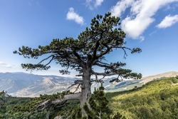 the majestic Pino Loricato (Bosnian pine) called Patriarca (patriarch) due to its millennial age in the Pollino National Park. Pinus heldreichii or Pinus leucodermis. Calabria and Basilicata, Italy