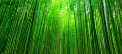 Blurred images of bamboo forest in Arashiyama,Kyoto,Japan.