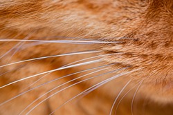 red cat whiskers close up