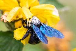 xylocope, black bumblebee with blue wings, foraging on a flower