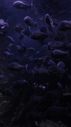 red piranhas in the dark tank aquarium, aggressive animal background