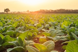 View of young green tobacco plant in field at Sukhothai province northern of Thailand