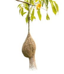 Brown dry grass bird nest of Weaver bird hang on the tree isolated on white background