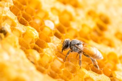 Macro group of bees on honeycomb studio shoot. Food or nature concept