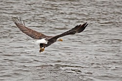 Bald eagle soaring with wings out over Mississippi River