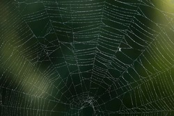 Top half of an Orbweaver spider web covered in dew on an early autumn morning macrophotography. 