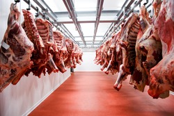 A lot of half cow chunks fresh hung and arranged in a row in a large fridge in the fridge meat industry. Horizontal view.