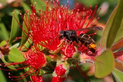 Asian hornet  wasp on red flower