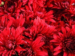 Red chrysanthemum as a background.