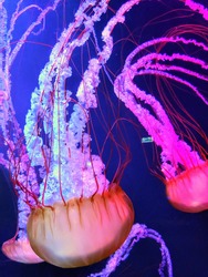 Colourful View Of Pacific Sea Nettle Jellyfish 