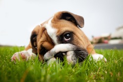 Bulldog puppy playing in grass