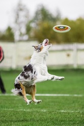 excited australian shepherd jumping high catching flying disk, open mouth, summer outdoors dog sport competition