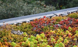 Extensive green roof with stonecrops and pebbles. Central Europe. It lasts without maintenance, watering and rain.