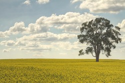 Lone tree standing in the summer canola field in Ontario, Canada