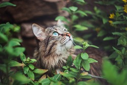 A tabby cat sits in the garden and looks up. Walking Pets in nature in the Park.