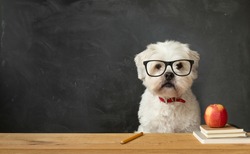 Small white dog sitting at a school desk