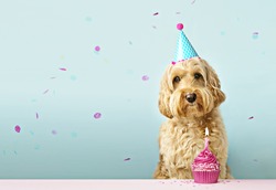 Dog and birthday cake with one candle and falling confetti