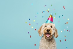 Happy cute labradoodle dog wearing a party hat celebrating at a birthday party, surrounding by falling confetti