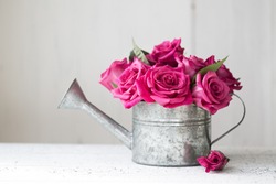 Pink roses in a vintage watering can