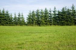 Meadow and a line of conifers (spruce trees) - tree line behind a meadow in summer