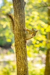 Squirrel up a tree in the middle of the forest with a blurred green background