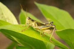 Two-striped grasshopper resting on a green leaf with blurred background and copy space