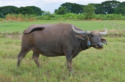 A female Thai buffalo is tied in a rope in the middle of a rice field.