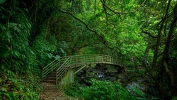 Verdant forest trails, arch bridges over ravines
