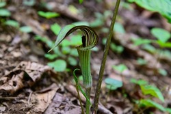 A Jack-in-the-Pulpit Wildflower on the trail to Anna Ruby Falls, near Helen, Georgia.