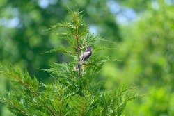 A Northern Mockingbird sings in a tree at a wildlife refuge near Dahlonega, Georgia.